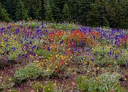 Wild Garden 19-4847-50